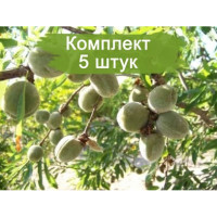 Комплект 5шт / Миндаль Виктори..
