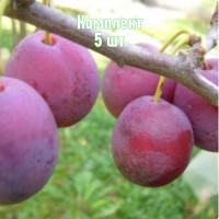 Комплект 5шт / Слива Венгерка ..